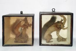 Two taxidermy specimens of red squirrels in glass fronted cases (2)