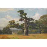 T Price(?) (20th century) Oil on board Oak in field, indistinctly signed lower right, 34cm x 49cm