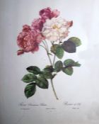 After Redoute Colour prints Roses, wood framed with gilt detail (2)