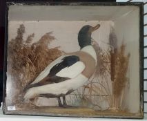 Taxidermic model of a common shell duck, in glazed cabinet, 52cm x 61cm