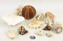 Box of assorted seashells