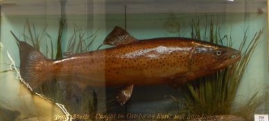 Taxidermy stuffed and mounted trout set in naturalistic setting, paper label to interior '