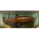 Taxidermy stuffed and mounted trout set in naturalistic setting, paper label to interior '