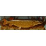 Taxidermy stuffed and mounted pike in a bowfront three-sided case, by AJ Hall, 12 Helmsdale Road,