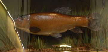 Taxidermy stuffed and mounted tench in bowfront three-sided case by Homer, marked to the front '