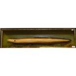 Model cast eel in three-side glass case, set in naturalistic setting, marked 'Eel 2lb 12oz, caught