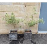 Two flowering plants in a pair of planters