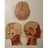 A framed print from a medical book of the human brain in sections and two other framed prints (3)