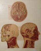 A framed print from a medical book of the human brain in sections and two other framed prints (3)