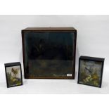 Taxidermy stuffed and mounted rabbit in naturalistic setting and two cases of butterflies mounted in