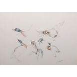 Set of four colour prints  Studies of birds, indistinctly signed (4)