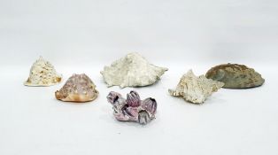 Collection of shells to include conch shells, hermit crab shells and a large mother-of-pearl example