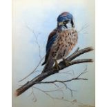 Mark Chester (20th Century) Watercolour Falcon on branch, signed lower right, 36 x 27 cm