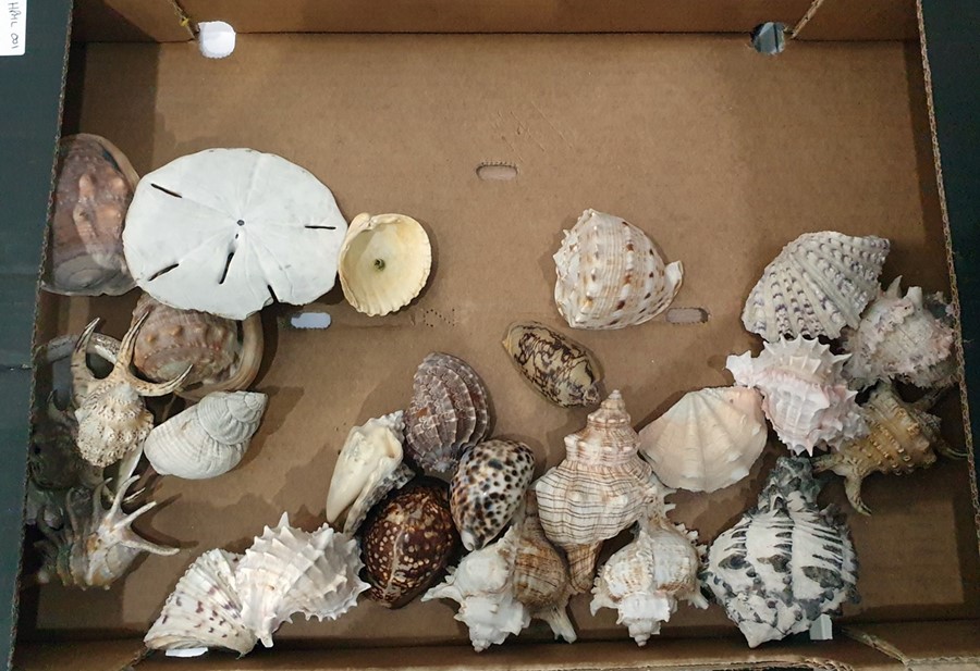 Collection of shells to include conch shells, hermit crab shells and a large mother-of-pearl example - Image 2 of 2