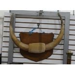 Pair of cow horns mounted on a wooden shield shape mount, 66 cm wide