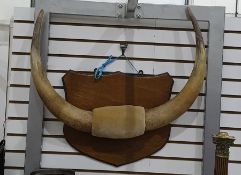 Pair of cow horns mounted on a wooden shield shape mount, 66 cm wide