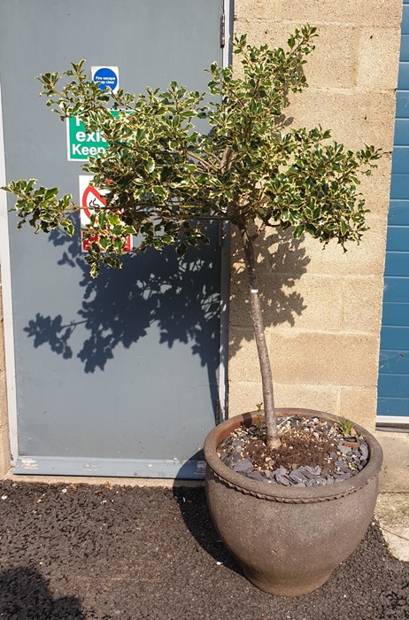 Two standard holly bushes in large ceramic planters (2)
