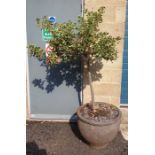 Two standard holly bushes in large ceramic planters (2)