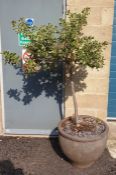 Two standard holly bushes in large ceramic planters (2)