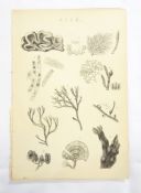 8 folders containing Victorian and other prints taken from books on various subjects