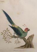 Coloured print 'Horned parrot' 19 x 14.5 framed wa