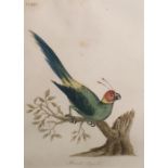 Coloured print 'Horned parrot' 19 x 14.5 framed wa