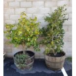 Two large wooden barrel-type planters, approx 70cm diameter with large shrubs