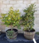 Two large wooden barrel-type planters, approx 70cm diameter with large shrubs