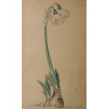 Coloured print after Weddel, showing a Snowdrop, five miniature watercolours of landscapes, signed