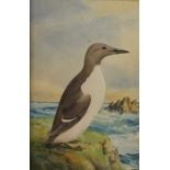Ernest George Wippell ( 1861 - 1969)   Watercolour drawing  Study of a common guillemot, signed