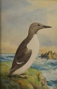 Ernest George Wippell ( 1861 - 1969)   Watercolour drawing  Study of a common guillemot, signed