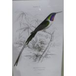 After Lizars Pair of framed prints  Birds E Barolsky Three watercolour drawings Still life studies
