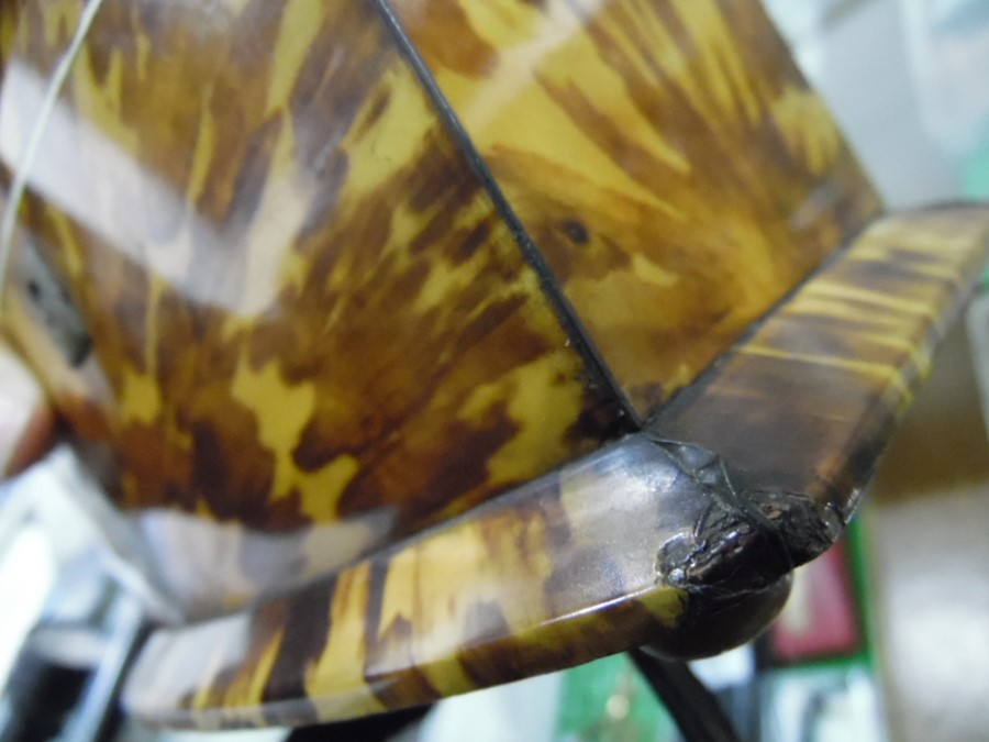 Tortoiseshell two-section tea caddy with bowfront, raised on bun feet  Condition Reportchips and - Image 7 of 12