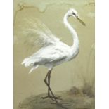 20th century English school  Watercolour drawing  Plumed white Egret, New South Wales,
