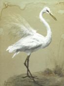 20th century English school  Watercolour drawing  Plumed white Egret, New South Wales,