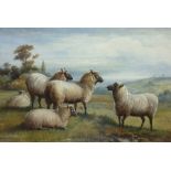 Charles Jones  (1836 - 1892) Oil on canvas Study of Suffolk (?)  sheep on hillside, monogrammed