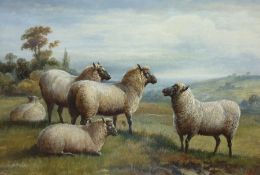 Charles Jones  (1836 - 1892) Oil on canvas Study of Suffolk (?)  sheep on hillside, monogrammed