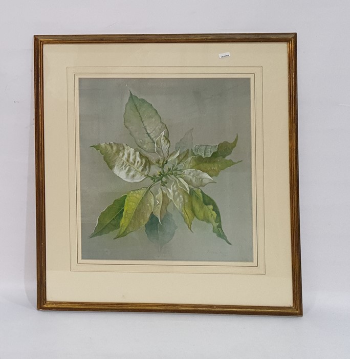 Edward Hurst (b.1912)   Pastel  Still life study of a Dentata green Poinsettia, signed and dated - Image 2 of 2