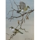 Edwin Penny ( 1930 - 2016) Watercolour drawing Study of chaffinches on branch,  signed lower