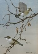 Edwin Penny ( 1930 - 2016) Watercolour drawing Study of chaffinches on branch,  signed lower