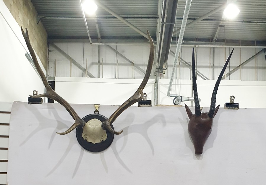Mounted stag horn and Kudu(?) horns set on a wooden head/mask (2)