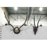 Mounted stag horn and Kudu(?) horns set on a wooden head/mask (2)