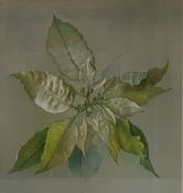 Edward Hurst (b.1912)   Pastel  Still life study of a Dentata green Poinsettia, signed and dated