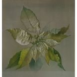 Edward Hurst (b.1912)   Pastel  Still life study of a Dentata green Poinsettia, signed and dated