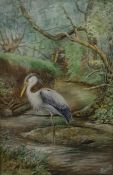 Ernest George Wippell (1861 - 1969) Watercolour drawing  Study of a heron, signed lower right,  '