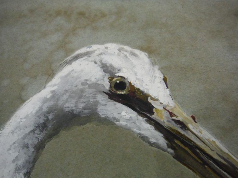 20th century English school  Watercolour drawing  Plumed white Egret, New South Wales, - Image 9 of 12