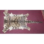 A clouded leopard skin rug