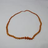 A natural Baltic amber necklace composed of 95 graduated polished opaque beads of roughly