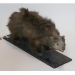 A Victorian taxidermy study of a badger, on ebonised rectangular stepped stand, H.35 L.74cm