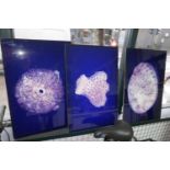 A set of three marine prints in perspex. H.39 W.59cm